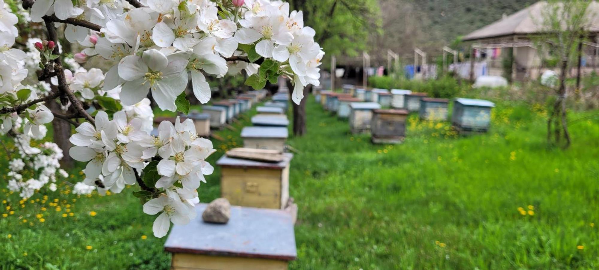 Bee House 호텔 Pia 외부 사진