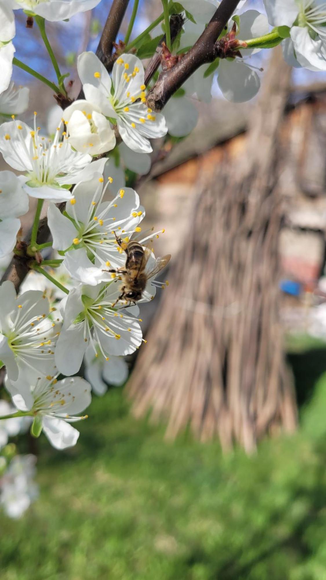 Bee House 호텔 Pia 외부 사진